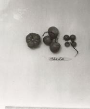Click for 1 image(s) for this accession. FRUIT